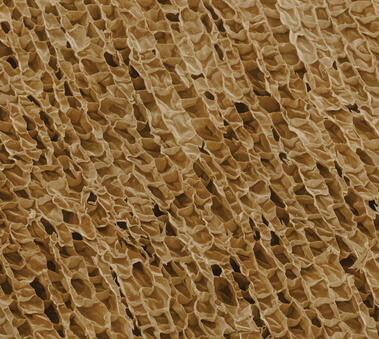 La structure chimique du liège