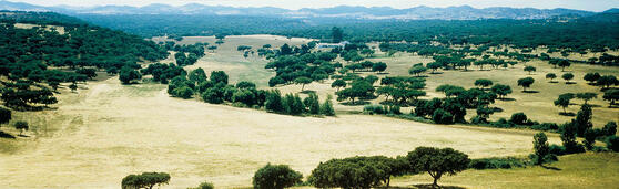 paysage de chênes-lièges