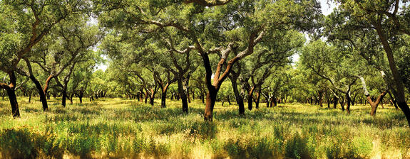 Le liège - une matière première vieille de milliers d'années