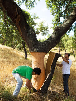 récolte de liège 1